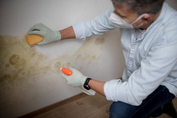 Trusted Lakeside, CA Mold Remediation Experts