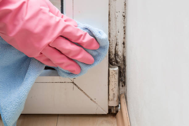 Professional Mold Remediation in Lakeside, CA